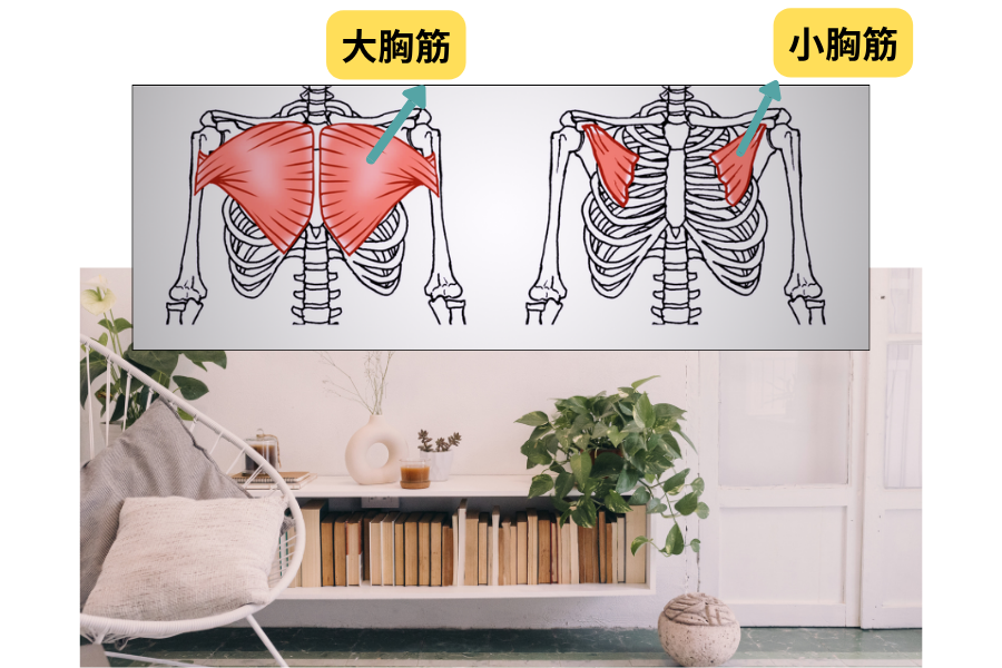 巻き肩改善で意識したい胸椎・肩甲骨・胸まわりの筋肉を示した解剖学的な説明図